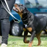 Come funziona e quanto costa un corso d'addestramento per cani?