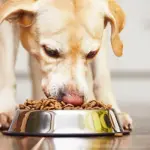Alimentazione per cani: quanto è importante leggere l’etichetta
