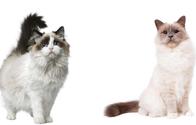 Le differenze tra Ragdoll e Birmano
