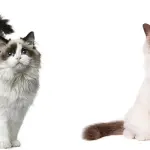 Le differenze tra Ragdoll e Birmano