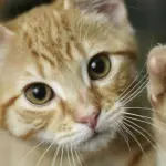 I Gatti comandano l'Uomo con il loro irresistibile fascino