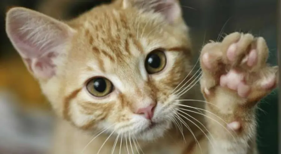 I Gatti comandano l'Uomo con il loro irresistibile fascino