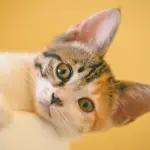 Recinzioni per animali: tutto ciò che c’è<br>da sapere