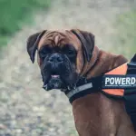 Il rinforzo positivo nell'addestramento del cane: come mettere in pratica questo metodo di educazione