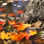 Perché esistono le stagioni?