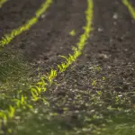 Come coltivare i semi di cannabis autofiorenti