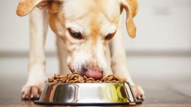 Alimentazione per cani