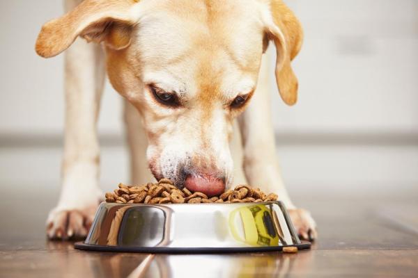 Alimentazione per cani