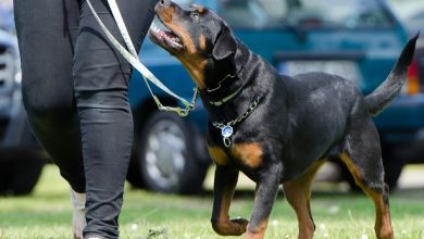 corso-addestramento-cane