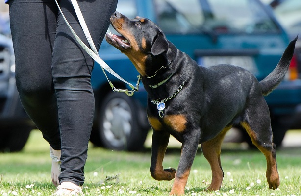 corso-addestramento-cane